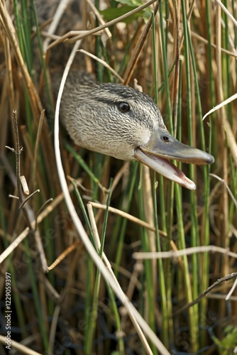 Mallard (Anas platyrhynchos) looking out of reed, Germany, Europe