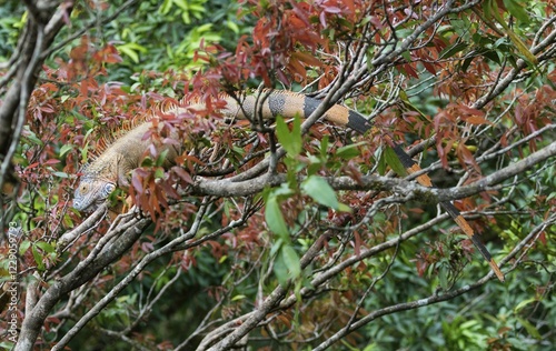 Green Iguana (Iguana iguana) on tree, Costa Rica, Central America photo