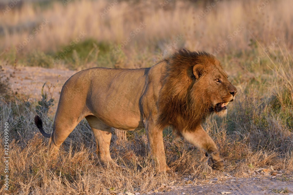 Lion (Panthera leo), male in evening light, grass savannah, Khwai region, North-West District, Okavango Delta, Botswana, Africa Lion (Panthera leo), male in evening light, grass savannah, Khwai region, North-West District, Okavango Delta, Botswana, Africa