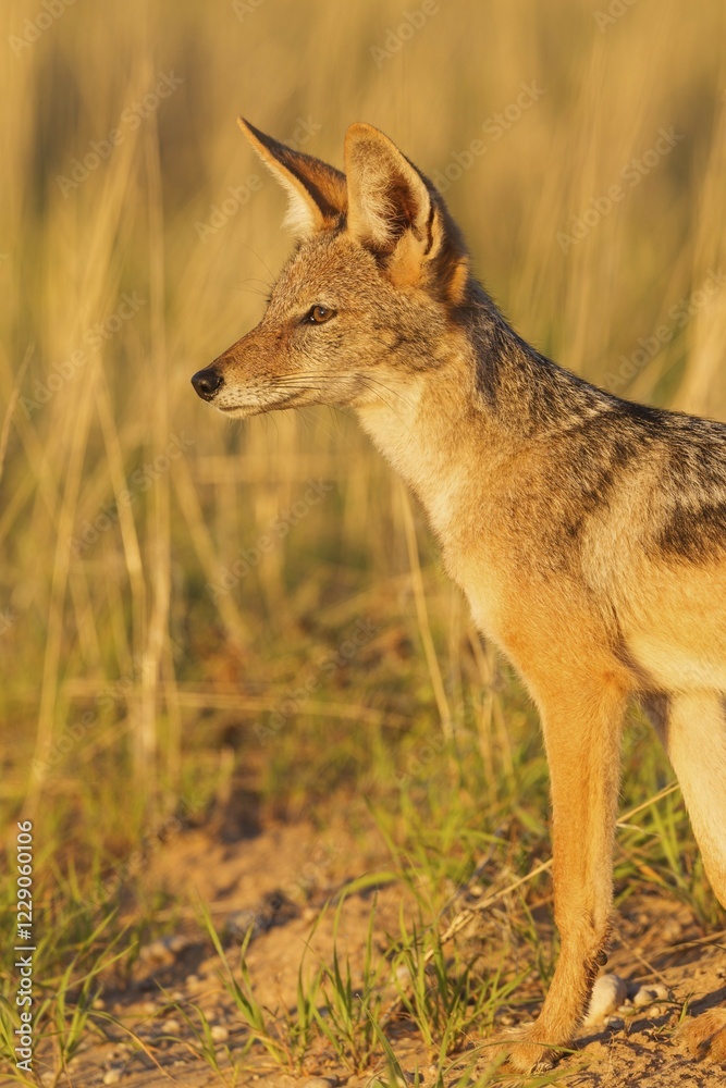 Fototapeta premium Black-backed Jackal (Canis mesomelas), grassland, Kalahari Desert, Kgalagadi Transfrontier Park, South Africa, Africa