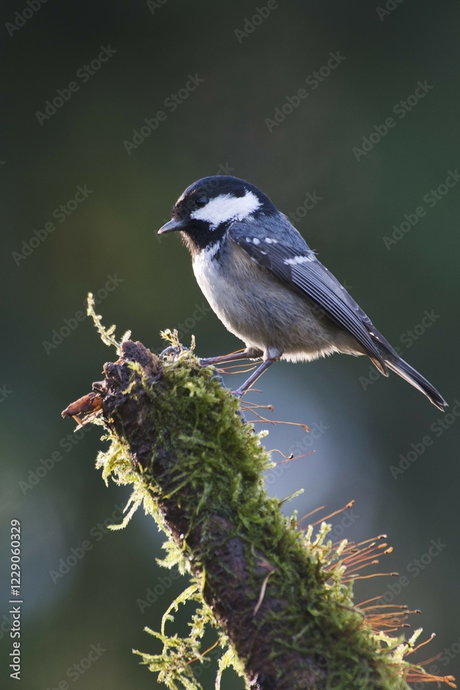 Fototapeta premium Coal tit (Parus ater) sitting on mossy branch, Emsland, Lower Saxony, Germany, Europe