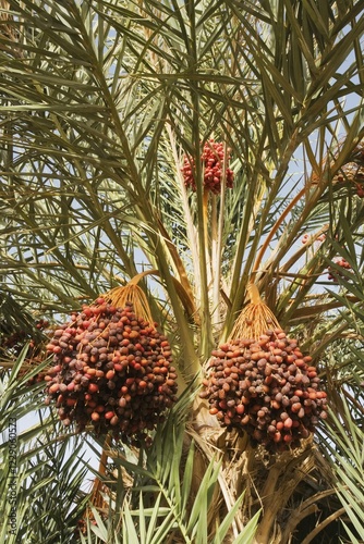 Bunches of ripe dates at a date palm (Phoenix dactylifera), palmeries around Rissani in the Tafilalt, Southeast Morocco, Marocco photo