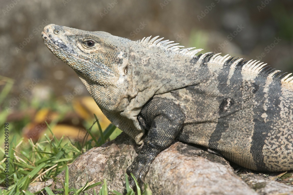 Black Iguana (Ctenosaura similis), Quepos, Puntarenas Province, Costa Rica, Central America Black Iguana (Ctenosaura similis), Quepos, Puntarenas Province, Costa Rica, Central America
