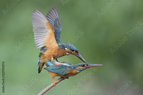 Kingfishers (Alcedo atthis) mating, Hesse, Germany, Europe photo