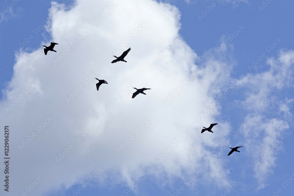 Flying cormorants, cloudy sky, Mecklenburg-Western Pomerania, Germany, Europe Flying cormorants, cloudy sky, Mecklenburg-Western Pomerania, Germany, Europe