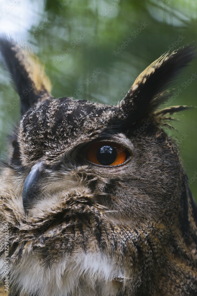 Fototapeta premium Eurasian Eagle-owl (Bubo bubo), portrait, captive, Arnsberg Forest, Sauerland, North Rhine-Westphalia, Germany, Europe