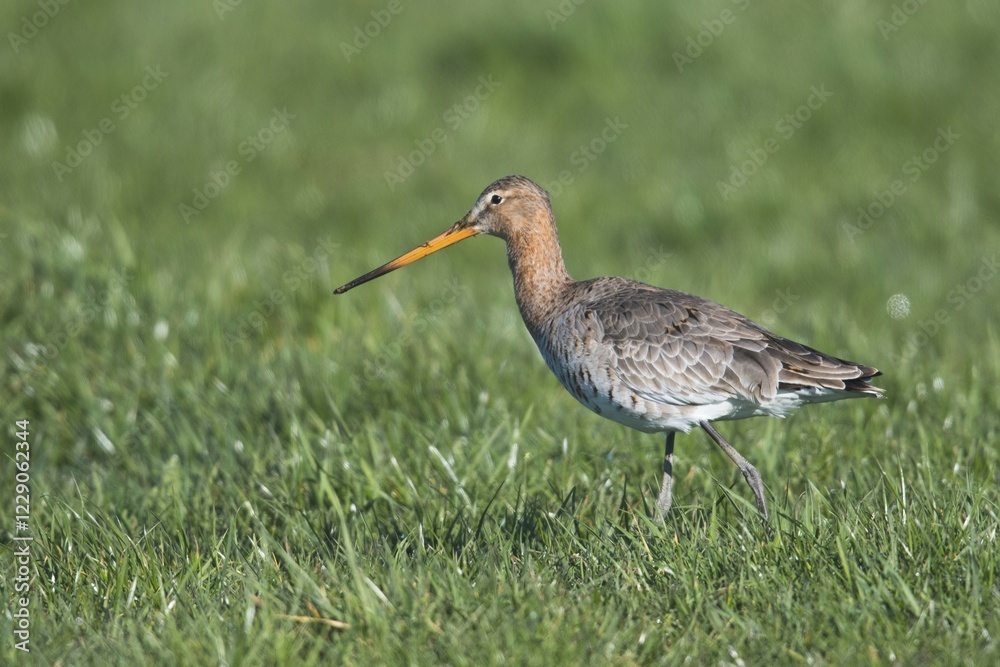 Naklejka premium Black-tailed godwit (Limosa limosa) runs on a meadow, East Frisia, Niedersachsen, Germany, Europe