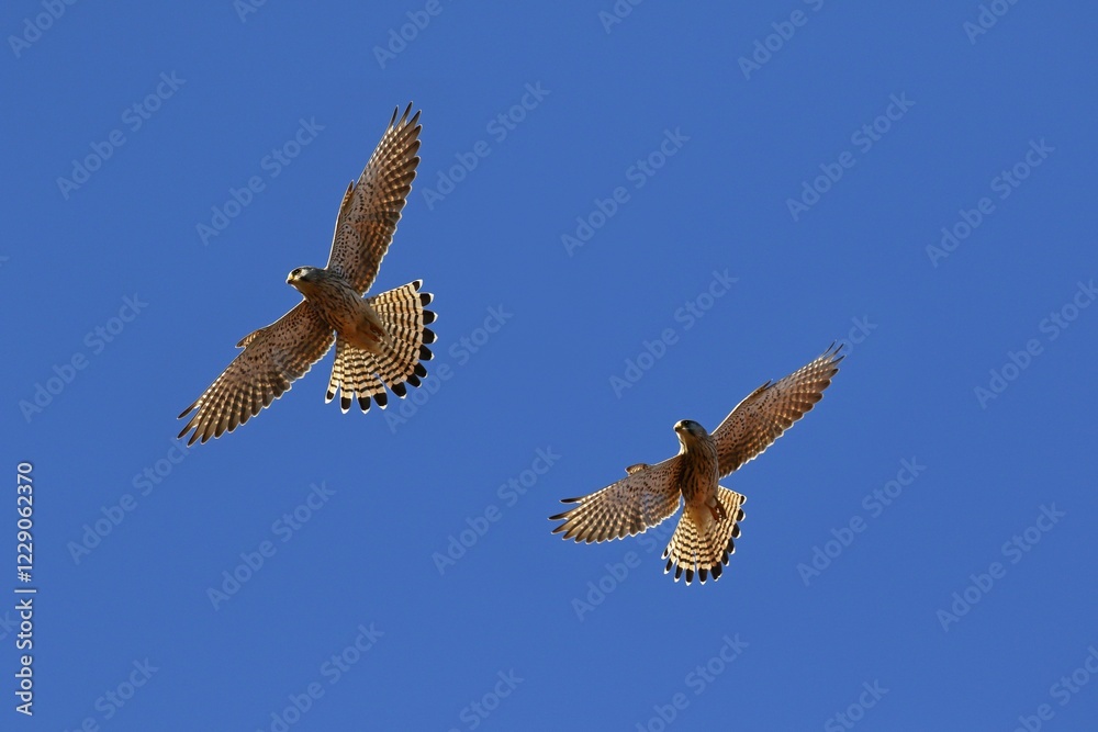 Fototapeta premium Two Common kestrels (Falco tinnunculus) gliding, blue sky, Schleswig-Holstein, Germany, Europe