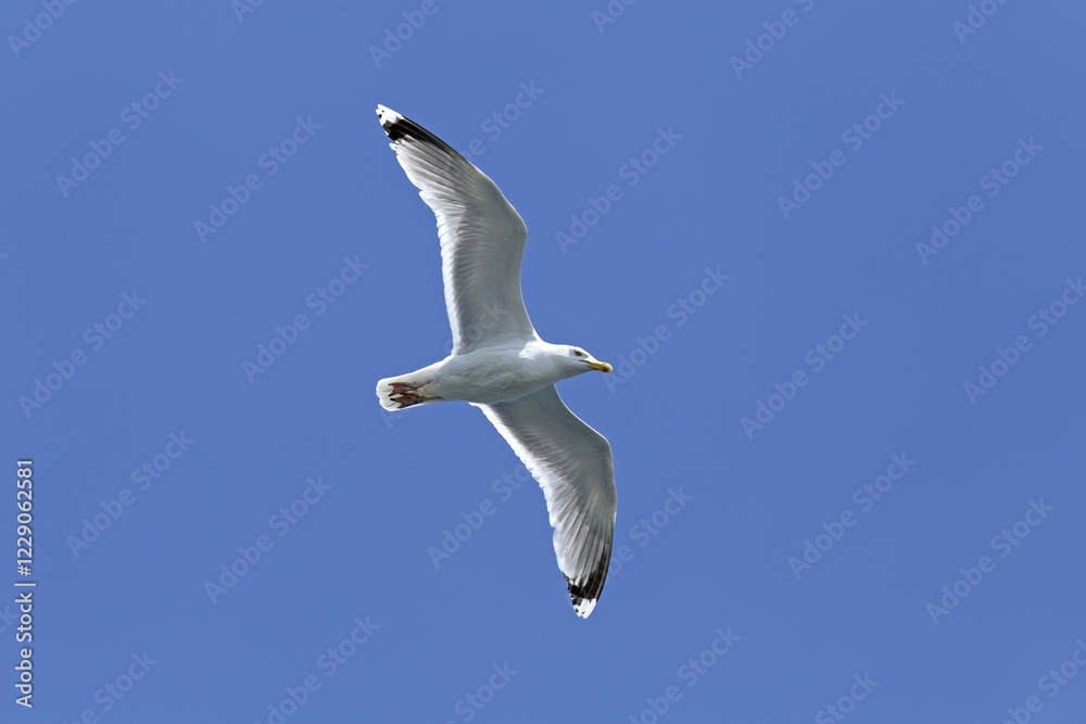 Flying European herring gull (Larus argentatus), Kiel, Schleswig-Holstein, Germany, Europe Flying European herring gull (Larus argentatus), Kiel, Schleswig-Holstein, Germany, Europe