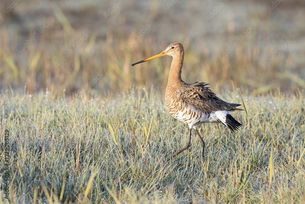 Black-tailed Godwit (Limosa limosa), running, in meadow with dew drops, Texel, province of North Holland, The Netherlands, Europe
