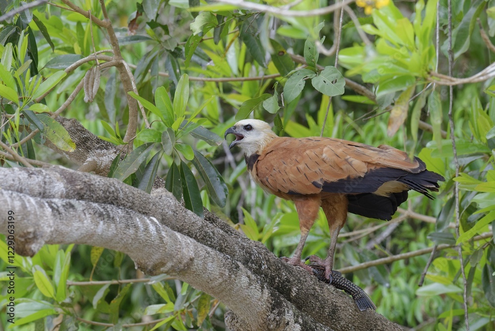 custom made wallpaper toronto digitalBlack-collared Hawk (Busarellus nigricollis) on a branch with prey fish, Pantanal, Mato Grosso, Brazil, South America
