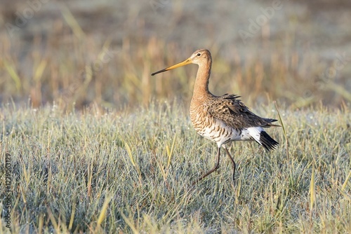 Obraz na płótnie Black-tailed Godwit (Limosa limosa), running, in meadow with dew drops, Texel, province of North Holland, The Netherlands, Europe w salonie