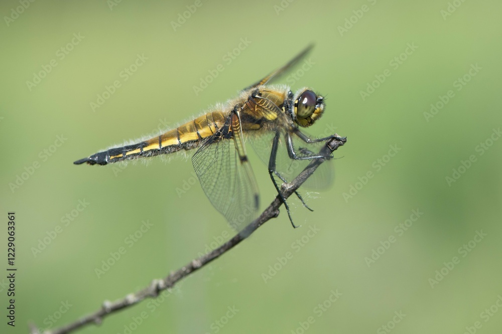 Four-spotted chaser (Libellula quadrimaculata) sitting on twig, sideways, Emsland, Lower Saxony, Germany, Europe Four-spotted chaser (Libellula quadrimaculata) sitting on twig, sideways, Emsland, Lower Saxony, Germany, Europe