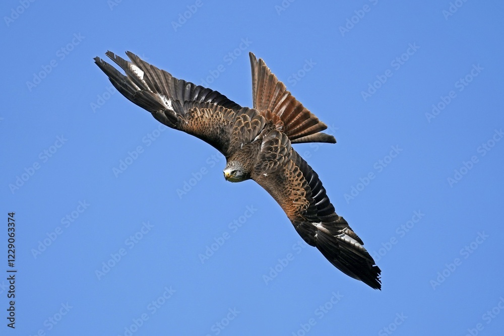 Red kite (Milvus milvus) flying, Germany, Europe Red kite (Milvus milvus) flying, Germany, Europe