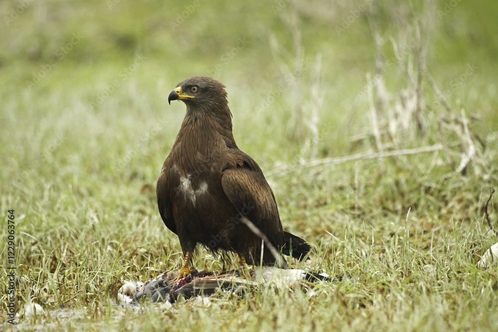 Hybrid Milan female, hybrid of red kite (Milvus milvus) and black kite (Milvus migrans) with prey, Allgäu, Bavaria, Germany, Europe Hybrid Milan female, hybrid of red kite (Milvus milvus) and black kite (Milvus migrans) with prey, Allgäu, Bavaria, Germany, Europe