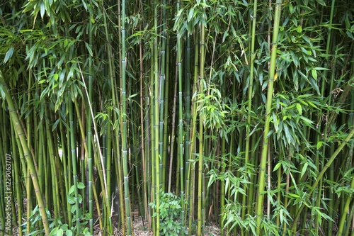 Bamboo Forest (Bambusoideae), Parc Floral et Tropical de la Court d'Aron, Saint Cyr en Talmondais, Vandee, France, Europe photo