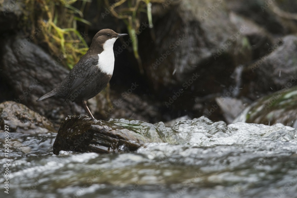Fototapeta premium White-throated Dipper (Cinclus cinclus), sitting on a stone in a stream, Emsland, Lower Saxony, Germany, Europe