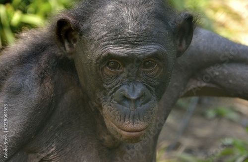 Bonobo (Pan paniscus), portrait, Lola ya Bonobo Sanctuary, Kimwenza, Mont Ngafula, Kinshasa, Democratic Republic of the Congo photo