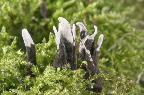 Candlestick fungus (Xylaria hypoxylon), Baden-Württemberg, Germany, Europe photo