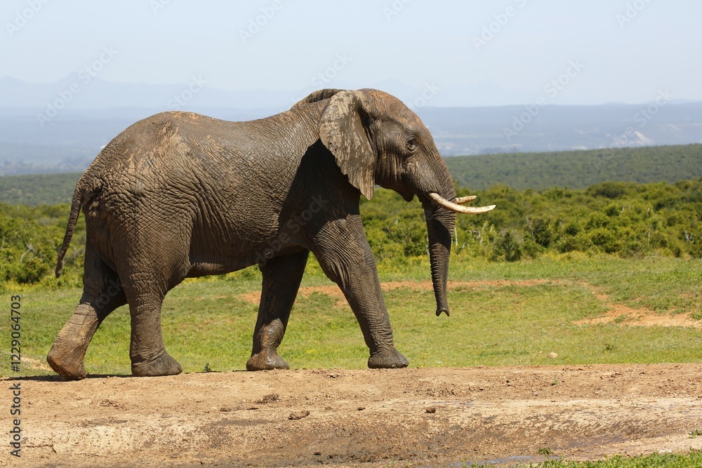 Obraz premium African bush elephant (Loxodonta africana), Addo Elephant National Park, Eastern Cape, South Africa, Africa