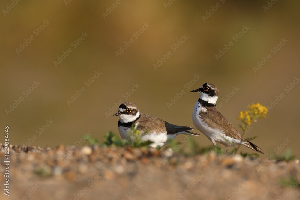 Naklejka premium Little ringed plovers (Charadrius dubius), courtshiping animal couple, Middle Elbe Biosphere Reserve, Dessau-Roßlau, Saxony-Anhalt, Germany, Europe