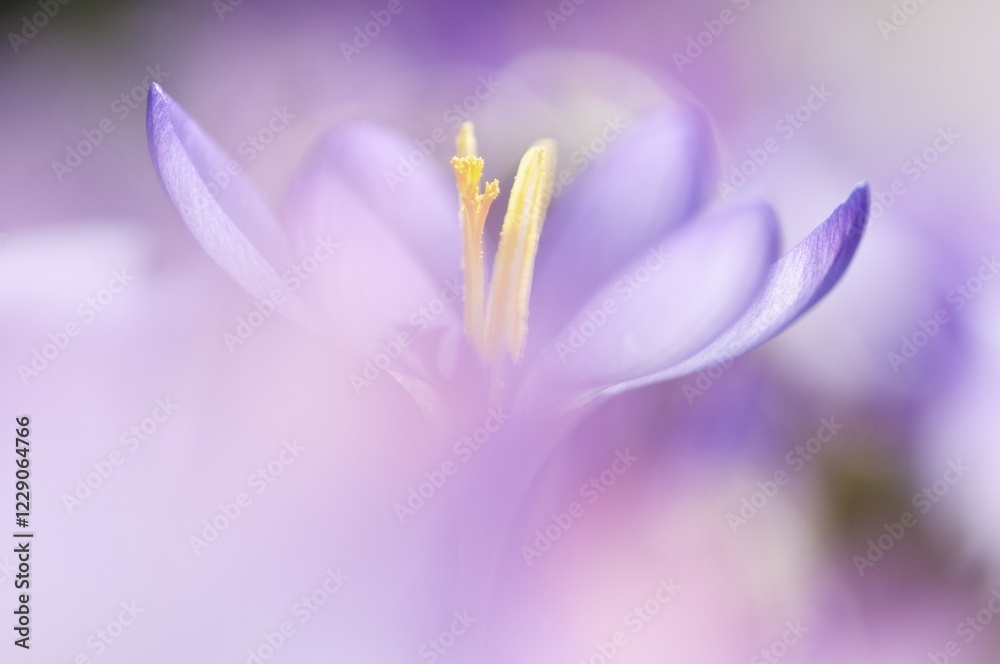 Fototapeta premium Spring Crocus (Crocus vernus)