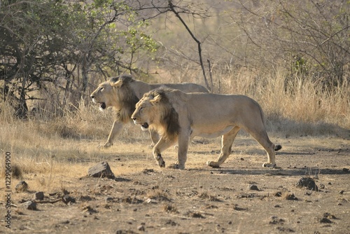 Two male Asiatic Lions (Panthera leo persica), Gir Interpretation Zone, Gir Forest National Park, Gir Sanctuary, Gujarat, India, Asia photo