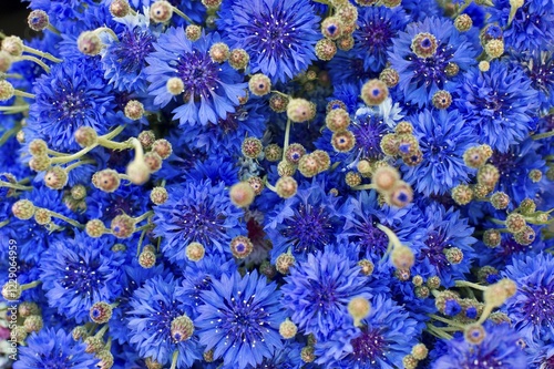 Cornflower (Centaurea cyanus)