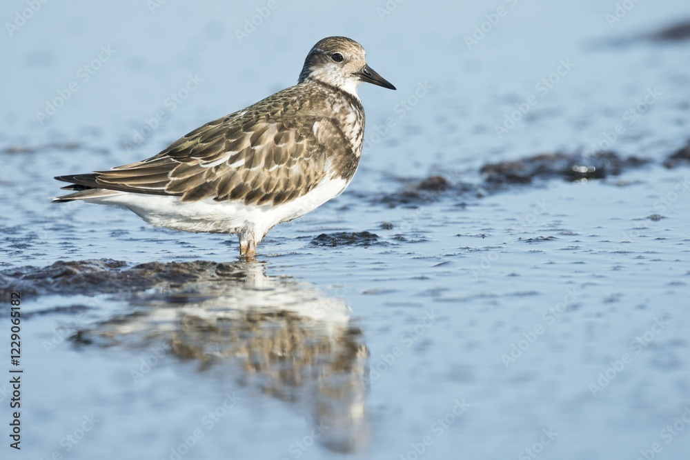 Ruddy Turnstone (Arenaria interpres) in shallow water, Darss, Mecklenburg-Western Pomerania, Germany, Europe Ruddy Turnstone (Arenaria interpres) in shallow water, Darss, Mecklenburg-Western Pomerania, Germany, Europe