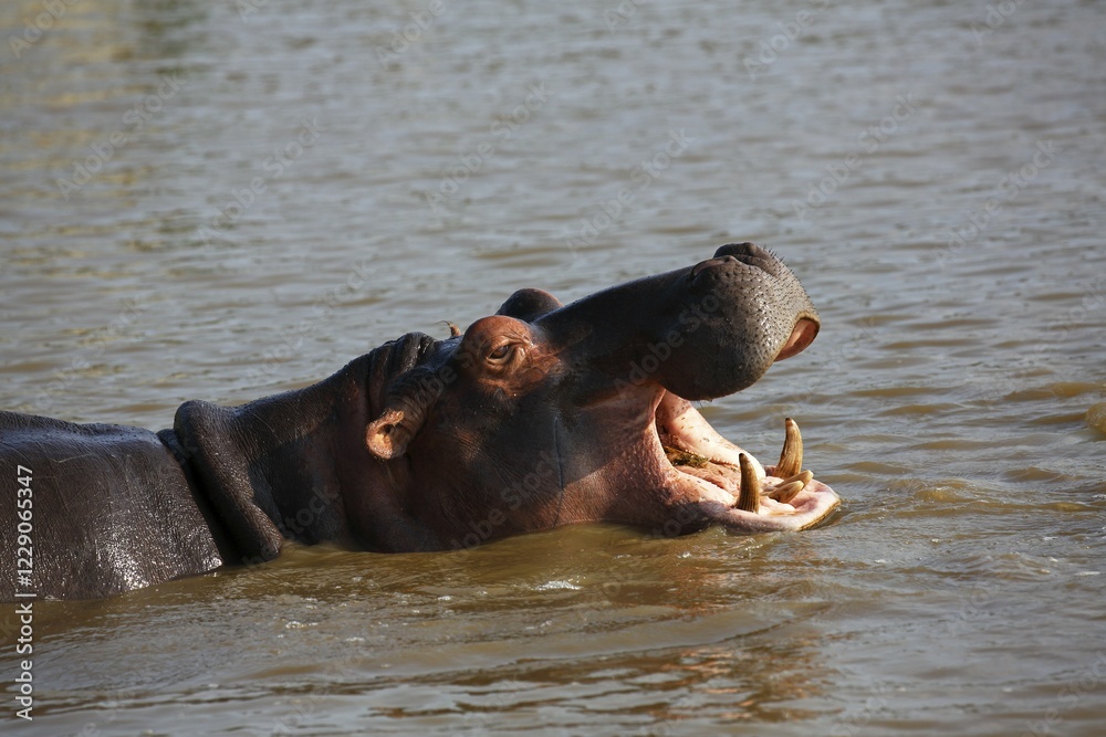 Yawning Hippopotamus, (Hippopatamus amphibius) in the water, iSimangaliso Wetland Park, National Park, Kwazulu Natal, South Africa, Africa Yawning Hippopotamus, (Hippopatamus amphibius) in the water, iSimangaliso Wetland Park, National Park, Kwazulu Natal, South Africa, Africa