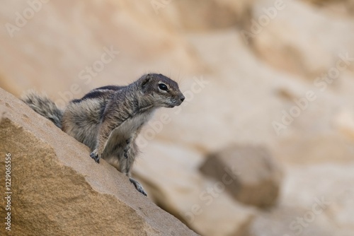 Barbary ground squirrel (Atlantoxerus getulus), Fuerteventura, Canary Islands, Canary Islands, Spain, Europe photo