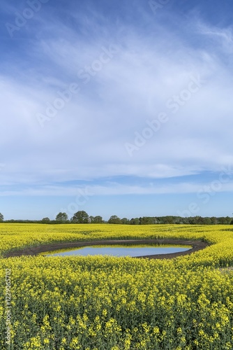 Blooming Rapefield (Brassica napus) is reflected in a Kettle hole, blue sky, Mecklenburg-Western Pomerania, Germany, Europe photo