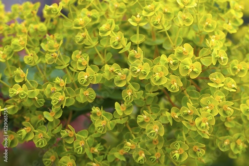 Euphorbia seguieriana (Euphorbia seguieriana), Bavaria, Germany, Europe photo