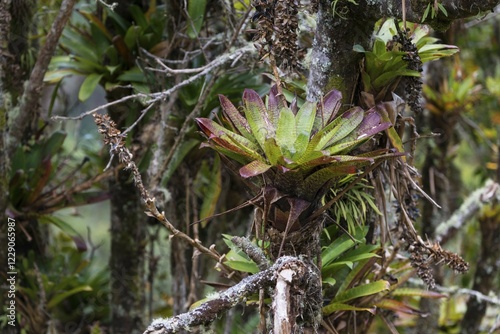 Bromeliads (Bromelia sp.) Growing on tree, San José Province, Costa Rica, Central America