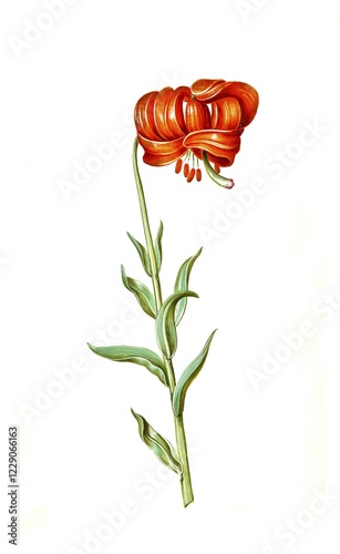 Chalcedonian Lily (Lilium) chalcedonicum, Historical, digitally restored reproduction from a 19th century original photo