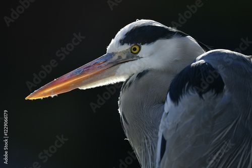 Obraz na plátně Grey heron (Ardea cinerea), Tierortrait, Baden-Württemberg, Germany, Europe