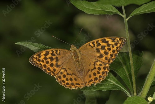 Silver-washed fritillary (Argynnis paphia) with open wings, Baden-Württemberg, Germany, Europe photo