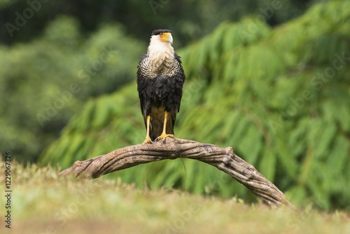 Southern crested caracara (Caracara plancus) sitting on branch, Costa Rica, Central America photo