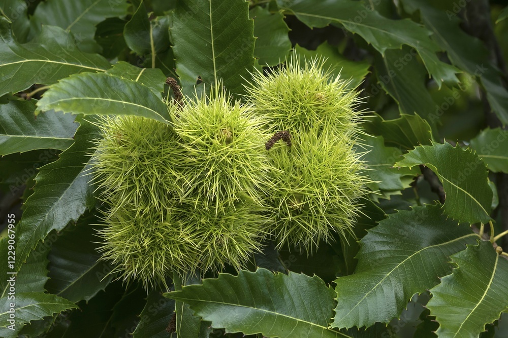 Sweet chestnut (Castanea sativa) at the tree, Middle Franconia, Bavaria, Germany, Europe Sweet chestnut (Castanea sativa) at the tree, Middle Franconia, Bavaria, Germany, Europe