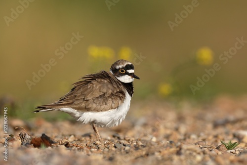 Little ringed plover (Charadrius dubius), plumage care, Middle Elbe Biosphere Reserve, Dessau-Roßlau, Saxony-Anhalt, Germany, Europe photo