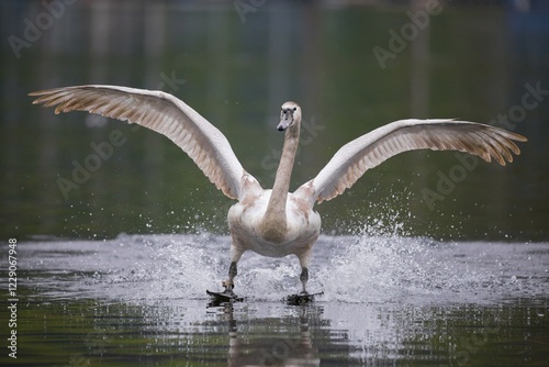 Fototapeta Naklejka Na Ścianę i Meble -  Mute swan (Cygnus olor) landing on the water, frontal, Germany, Europe