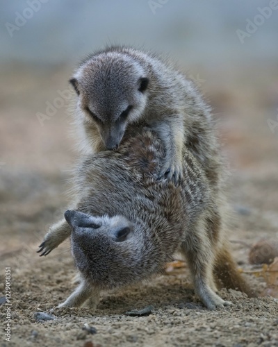 Two Meerkat (Suricata suricatta), young animals, romping, captive, Germany, Europe