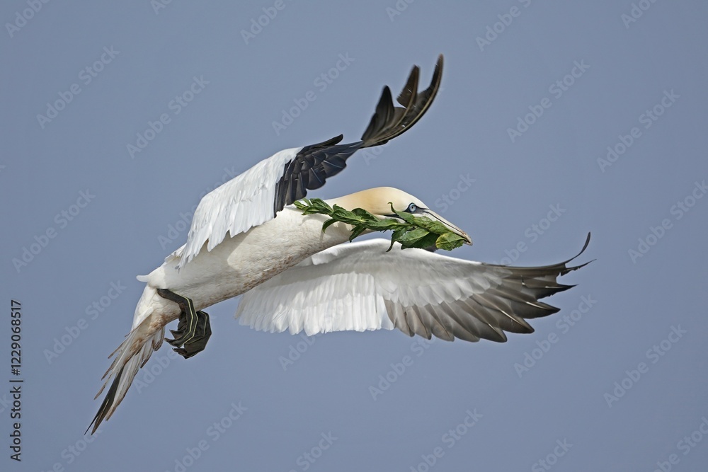 Obraz premium Northern gannet (Sula bassana) flying with nesting material, animal portrait, Helgoland, Schleswig-Holstein, Germany, Europe