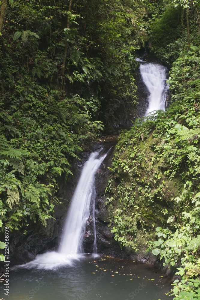 Obraz premium Waterfall in the cloud forest, Santa Elena Cloud Forest Reserve, Alajuela province, Costa Rica, Central America