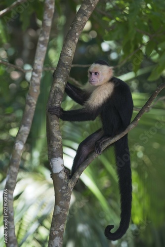 White-headed capuchin (Cebus capucinus) sitting in tree, Manuel Antonio National Park, Puntarenas Province, Costa Rica, Central America