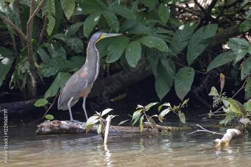 Fasciated tiger heron (Tigrisoma fasciatum) at the water, Limón Province, Costa Rica, Central America photo