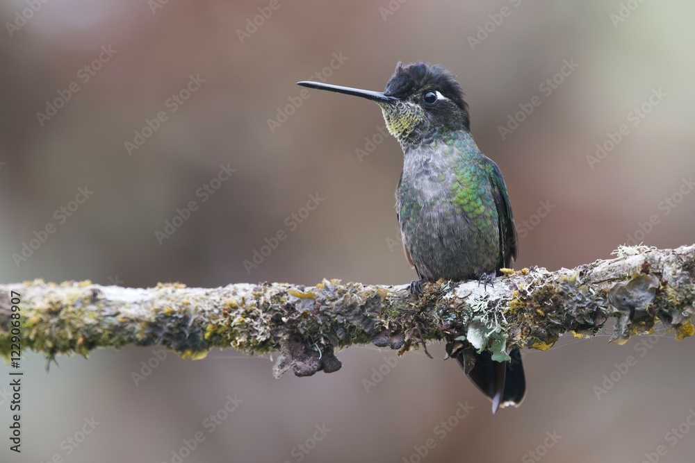 Fototapeta premium Magnificent Hummingbird (Eugene fulgens) perched on a tree branch, male, Los Quetzales National Park, Costa Rica, Central America