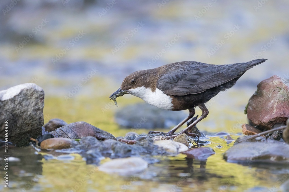 Fototapeta premium White-breasted dipper (Cinclus cinclus) with prey in beak, Hesse, Germany, Europe