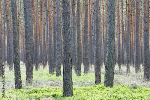 Tree trunks, pine forest (Pinus sylvestris), Brandenburg, Germany, Europe