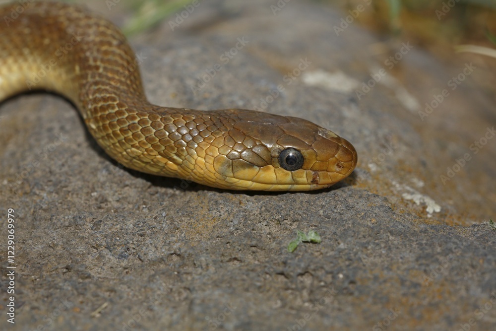 Aesculapian snake (Zamenis longissimus), Balaton Uplands National Park, Lake Balaton, Hungary, Europe Aesculapian snake (Zamenis longissimus), Balaton Uplands National Park, Lake Balaton, Hungary, Europe